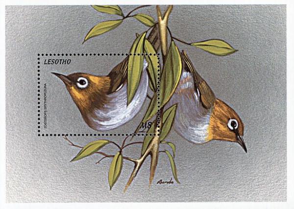 Colnect-1725-648-Chestnut-flanked-White-eye%C2%A0Zosterops-erythropleura.jpg