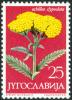 Colnect-5670-672-Achillea-Clypeolata.jpg