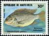 Colnect-3966-530-Gunther-s-Cichlid-Pelmatochromis-guentheri.jpg