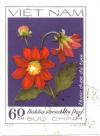 Colnect-4823-880-Red-single-dahlias-Dahlia-variabilis-Desf.jpg