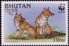 Colnect-1720-370-Dhole-Cuon-alpinus.jpg