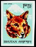 Colnect-2467-768-Dhole-Cuon-alpinus.jpg