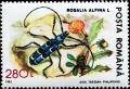 Colnect-4904-826-Alpine-longhorn-beetle-Rosalia-alpina.jpg