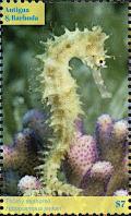 Colnect-6446-217-Thorny-Seahorse-Hippocampus-jaycari.jpg