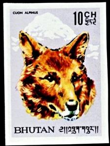 Colnect-2467-765-Dhole-Cuon-alpinus.jpg