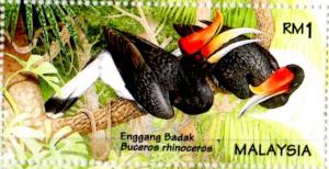 Colnect-2005-689-Rhinoceros-Hornbill-Buceros-rhinoceros.jpg