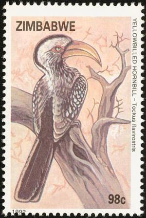 Colnect-2343-071-Yellow-billed-Hornbill-Tockus-flavirostris-.jpg