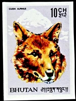 Colnect-2467-765-Dhole-Cuon-alpinus.jpg