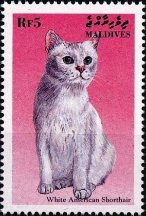 Colnect-4185-883-White-American-Shorthair-Felis-silvestris-catus.jpg