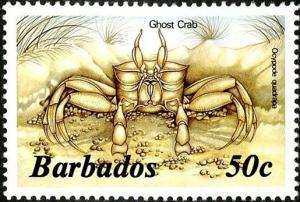 Colnect-5284-205-Atlantic-Ghost-Crab-Ocypode-quadrata.jpg