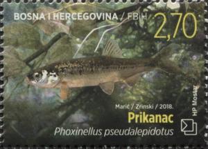 Colnect-5817-281-Prikanac-Phoxinellus-pseudalepidotus.jpg