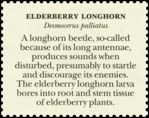 Colnect-6148-040-Elderberry-Longhorn-Desmocerus-palliatus-back.jpg