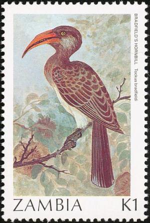 Colnect-864-825-Bradfield-s-Hornbill-Tockus-bradfieldi.jpg