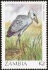 Colnect-864-837-African-Shoebill-Balaeniceps-rex.jpg