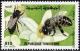 Colnect-4511-196-European-Honey-Bee-Apis-mellifera.jpg