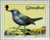 Colnect-120-534-Blue-Rock-Thrush-Monticola-solitarius.jpg