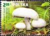 Colnect-4812-763-Meadow-Mushroom-Agaricus-campestris.jpg