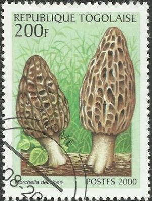 Colnect-1256-158-Sponge-mushroom-Morchella-deliciosa.jpg