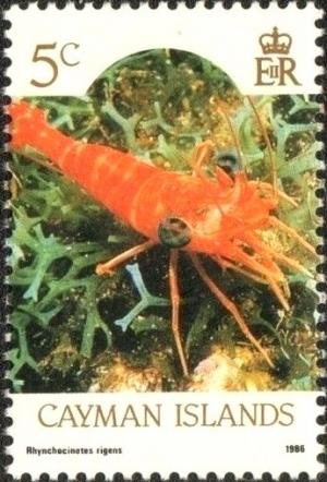 Colnect-5616-370-Red-Night-Shrimp-Rhynchocinetes-rigens.jpg