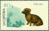 Colnect-5862-211-Shorthair-Dachshund-Canis-lupus-familiaris.jpg