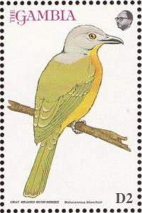 Colnect-1462-506-Grey-headed-Bushshrike%C2%A0Malaconotus-blanchoti-.jpg