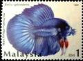 Colnect-4348-080-Siamese-Fighting-Fish-Betta-splendens.jpg