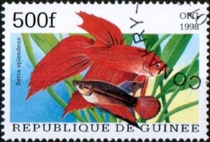 Colnect-3202-797-Siamese-Fighting-Fish-Betta-splendens.jpg