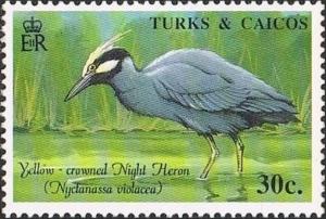 Colnect-3991-466-Yellow-crowned-Night-Heron-nbsp-Nyctanassa-violecea.jpg