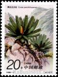 Colnect-603-142-Cycas-panzhihuaensis-L-Zhoun-et-SY-Yang.jpg