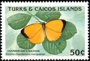 Colnect-2609-965-Chamberlain--s-Sulphur-Eurema-chamberlaini-mariguanae.jpg