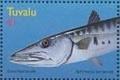 Colnect-6238-711-Sphyraena-barracuda.jpg