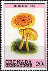 Colnect-2932-862-Hygrocybe-firma.jpg