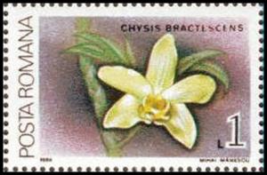 Colnect-3197-907-Chysis-bractescens.jpg