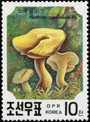 Colnect-3518-853-Hydnum-Repandum.jpg