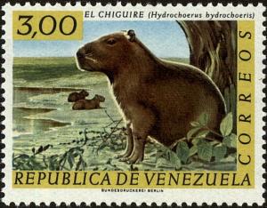 Colnect-3834-514-Capybara-Hydrochoerus-hydrochaeris.jpg