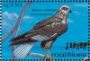 Colnect-1428-103-Western-Marsh-harrier-Circus-aeruginosus.jpg