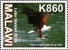 Colnect-2206-242-African-Fish-Eagle-Haliae%C3%ABtus-vocifer.jpg