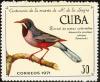 Colnect-2331-936-Red-legged-Thrush-Turdus-plumbeus-ssp-rubripes-.jpg