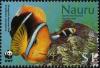 Colnect-5526-541-Orange-fin-Anemonefish-Amphiprion-chrysopterus-Sebae-Anem.jpg