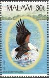 Colnect-864-272-African-Fish-Eagle-Haliaeetus-vocifer.jpg