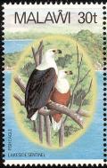 Colnect-864-270-African-Fish-Eagle-Haliaeetus-vocifer.jpg