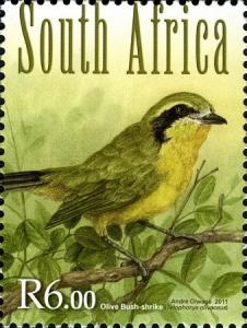 Olive-Bush-shrike.jpg