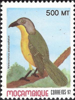 Colnect-1120-131-Grey-headed-Bush-shrike-Malaconotus-blanchoti.jpg