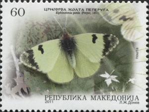 Colnect-3070-184-Eastern-Greenish-Black-tip--Elphinstonia-penia.jpg