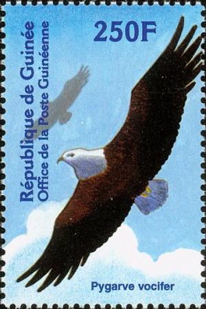 Colnect-3813-938-African-Fish-Eagle-Haliaeetus-vocifer.jpg