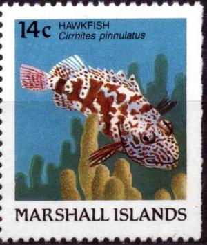 Colnect-4736-561-Hawkfish-Cirrhites-pinnulatus.jpg