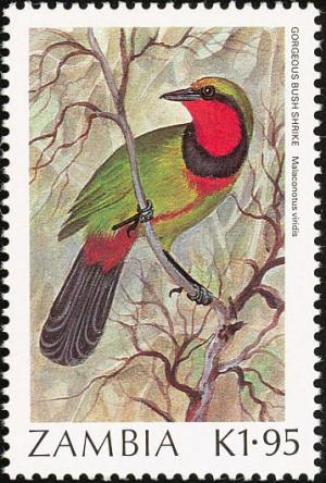 Colnect-864-829-Gorgeous-Bush-shrike-Telophorus-viridis.jpg