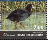 Colnect-2707-099-Eurasian-Coot-Fulica-atra.jpg