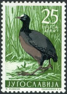 Colnect-5662-822-Eurasian-Coot-Fulica-atra.jpg