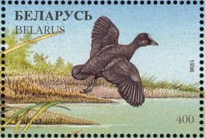 Colnect-1047-778-Eurasian-Coot%C2%A0Fulica-atra.jpg